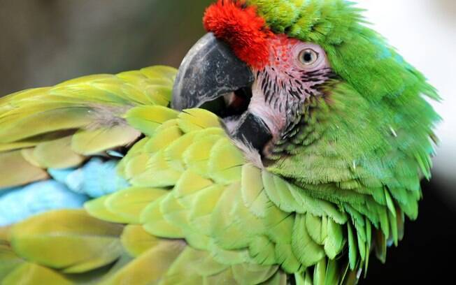 Por Que Algumas Aves Perdem as Penas? Entenda o Processo de Muda nas Aves